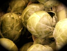 brussel sprout